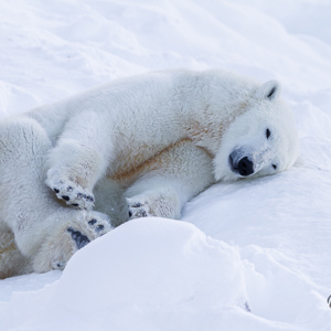 2011-02-10 - Mmm, wat lig ik hier lekker in de sneeuw<br/>Ranua Wildlife Park - Ranua - Finland<br/>Canon EOS 7D - 300 mm - f/3.5, 1/800 sec, ISO 200