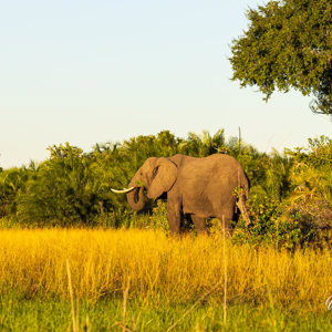 2024-04-29 - Olifant in mooi zacht licht<br/>Kala Camp - Okavango Delta - Botswana<br/>Canon EOS R6m2 - 164 mm - f/7.1, 1/200 sec, ISO 200