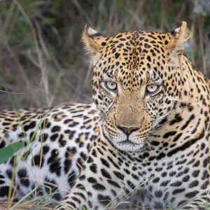 2024-05-01 - Luipaard close-up<br/>Kwai Lediba Camp - Kwai (Okavango Delta) - Botswana<br/>Canon EOS R6m2 - 400 mm - f/7.1, 1/125 sec, ISO 3200