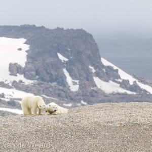 2022-07-19 - Moeders krijgt een slik op haar poot<br/>Torellneset - Spitsbergen<br/>Canon EOS R5 - 371 mm - f/5.6, 1/2500 sec, ISO 800