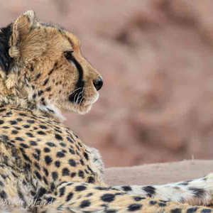2007-08-23 - Cheetah portret<br/>Okonjima Lodge / Africat Foundat - Otjiwarongo - Namibie<br/>Canon EOS 30D - 400 mm - f/5.6, 1/200 sec, ISO 400