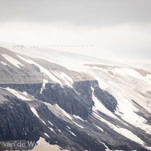 2022-07-19 - Groepje vogels boven het mooie landschap<br/>Spitsbergen<br/>Canon EOS R5 - 400 mm - f/6.3, 1/400 sec, ISO 800