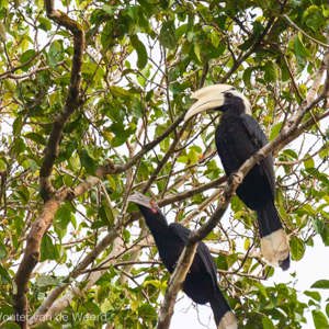 2009-08-18 - Zwarte neushoornvogel (Anthracoceros malayanus), rechts mannetje<br/>Kinabatangan rivier - Sukua - Maleisië<br/>Canon EOS 50D - 400 mm - f/5.6, 1/800 sec, ISO 1600