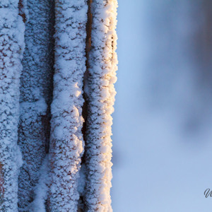 2011-02-10 - Abstracte sneeuw en bomen foto<br/>Ranua Wildlife Park - Ranua - Finland<br/>Canon EOS 7D - 300 mm - f/3.2, 1/2500 sec, ISO 400