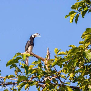 2009-08-19 - Bonte neushoornvogel<br/>Kinabatangan rivier - Sukua - Maleisië<br/>Canon EOS 50D - 400 mm - f/6.3, 1/800 sec, ISO 320