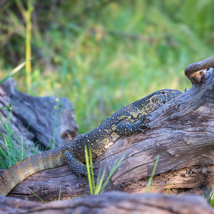 2024-04-27 - Varaan<br/>Zambezi rivier - Victoria Falls - Zimbabwe<br/>Canon EOS R5 - 400 mm - f/7.1, 1/125 sec, ISO 800