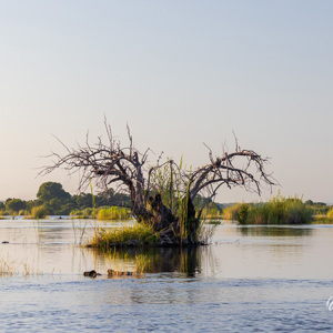 2024-04-27 - De Zambezi rivier is behoorlijk breed<br/>Zambezi rivier - Victoria Falls - Zimbabwe<br/>Canon EOS R5 - 100 mm - f/7.1, 1/500 sec, ISO 800