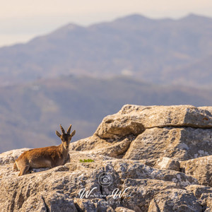 2023-05-01 - Spaanse steenbok (Iberian Ibex)<br/>Paraje Natural Torcal de Anteque - Antequera - Spanje<br/>Canon EOS R5 - 360 mm - f/5.6, 1/400 sec, ISO 200