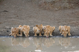 Chobe National Park