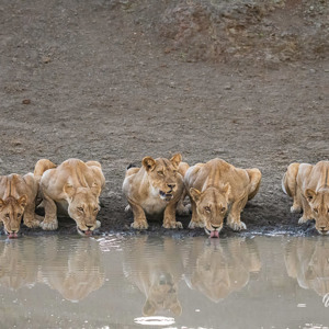 2024-04-27 - Drinkende leeuwen, met prachtige weerspiegeling<br/>Chobe NP - Muchenje - Botswana<br/>Canon EOS R6m2 - 158 mm - f/7.1, 0.01 sec, ISO 12800