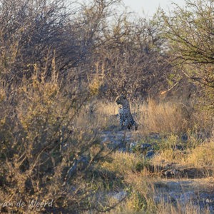 2007-08-21 - Een luipaard, om 17.40u zelf gespot!<br/>Etosha NP - Namibie<br/>Canon EOS 30D - 400 mm - f/8.0, 0.01 sec, ISO 200