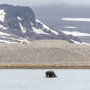 2022-07-19 - Moeder ijsbeer slaapt maar weer verder<br/>Torellneset - Spitsbergen<br/>Canon EOS R5 - 400 mm - f/8.0, 1/1250 sec, ISO 800