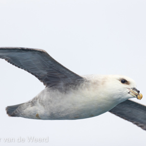 2022-07-18 - Noordse stormvogel<br/>Torellneset - Spitsbergen<br/>Canon EOS R5 - 400 mm - f/5.6, 1/4000 sec, ISO 800