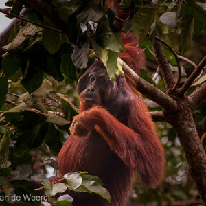 2009-08-21 - Geweldig, om deze zo in het wild te zien!<br/>Borneo Rainforest Lodge - Danum Valley - Maleisië<br/>Canon EOS 50D - 400 mm - f/5.6, 1/500 sec, ISO 1600