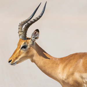 2024-04-28 - Impala portret<br/>Chobe NP - Muchenje - Botswana<br/>Canon EOS R6m2 - 400 mm - f/7.1, 1/500 sec, ISO 125