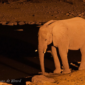 2007-08-19 - Olifant in de avond bij verlichte waterpoel<br/>Etosha NP - Halali - Namibie<br/>Canon EOS 30D - 100 mm - f/8.0, 0.8 sec, ISO 1600