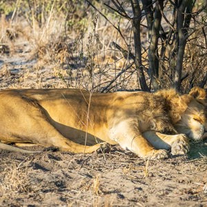 2024-05-07 - Zo ligt onze kater er ook vaak bij<br/>Deception Valley Lodge - Central Kalahari Game Reserve - Botswana<br/>Canon EOS R6m2 - 263 mm - f/7.1, 1/4000 sec, ISO 6400