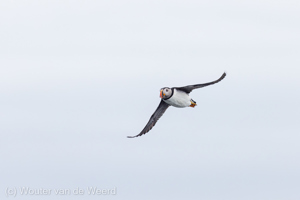 Spitsbergen 