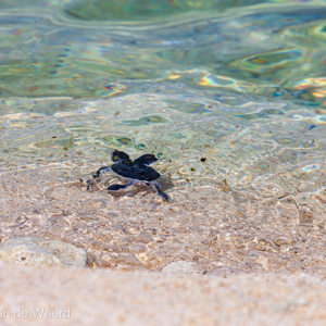 2009-08-15 - Er zit niets anders op: zwemmen maar!<br/>Pulau Selingan - Maleisië<br/>Canon EOS 50D - 400 mm - f/8.0, 1/640 sec, ISO 100